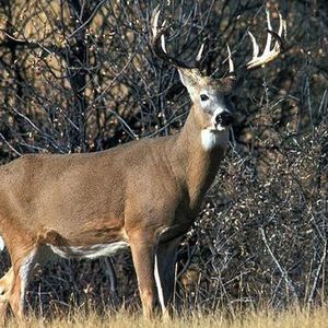 Meet your Posher, Luciano